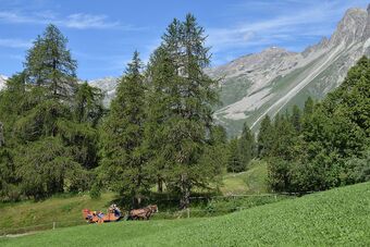 Clalüna-Sils Kutschen Sommer